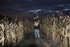 Cornfield of Terror